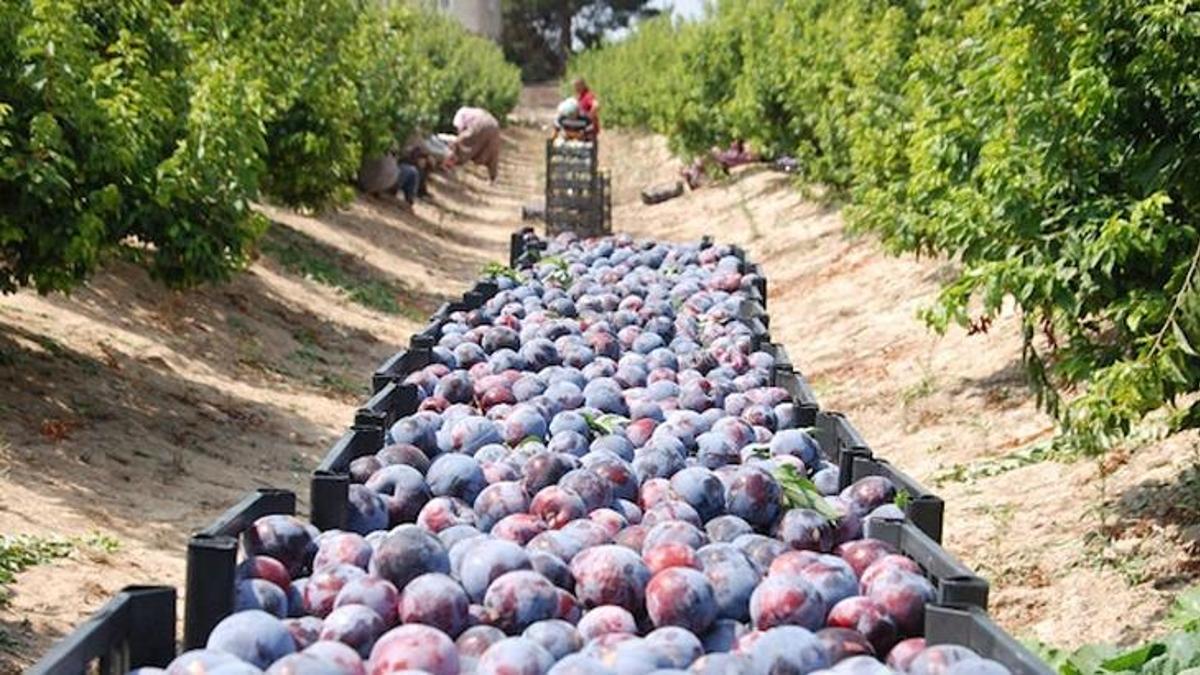 Dalında fiyatı 4 liraya düştü! Üretici çareyi kışlık tatlıya dönüştürmekte buldu