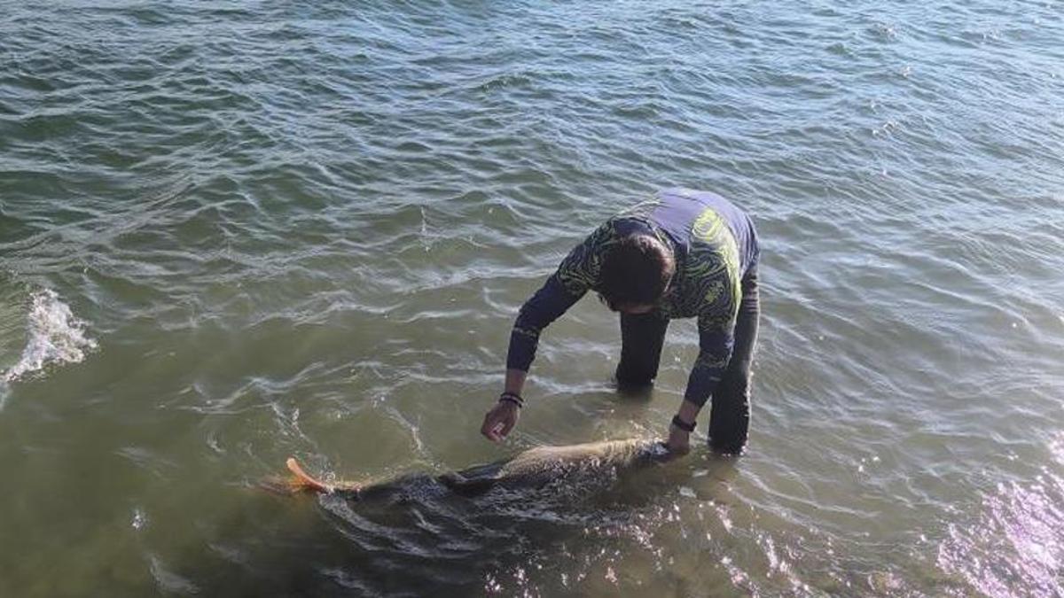 Elazığ'da oltasına takıldı! Tam 30 kilo, balıkçılar dondu kaldı