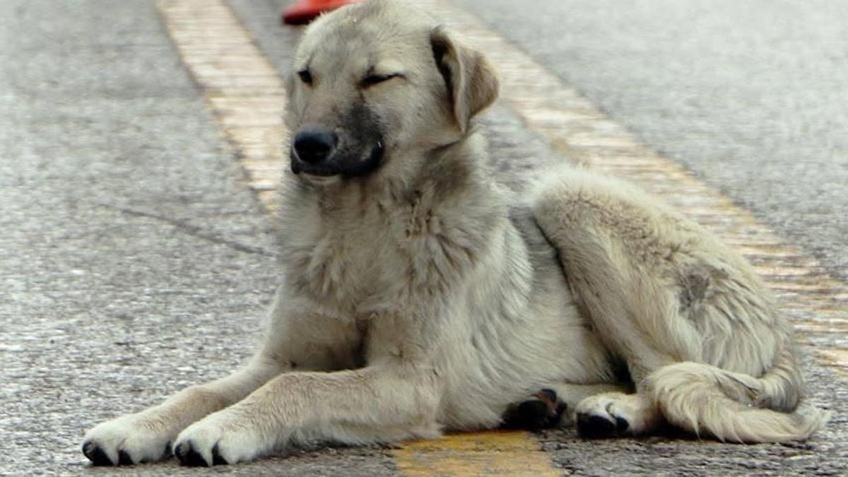 Erzurum’da gündem olacak karar: Beslemek yasaklandı