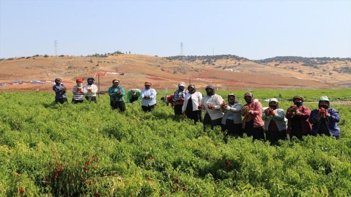 Kilis'te Biber Festivali başlıyor