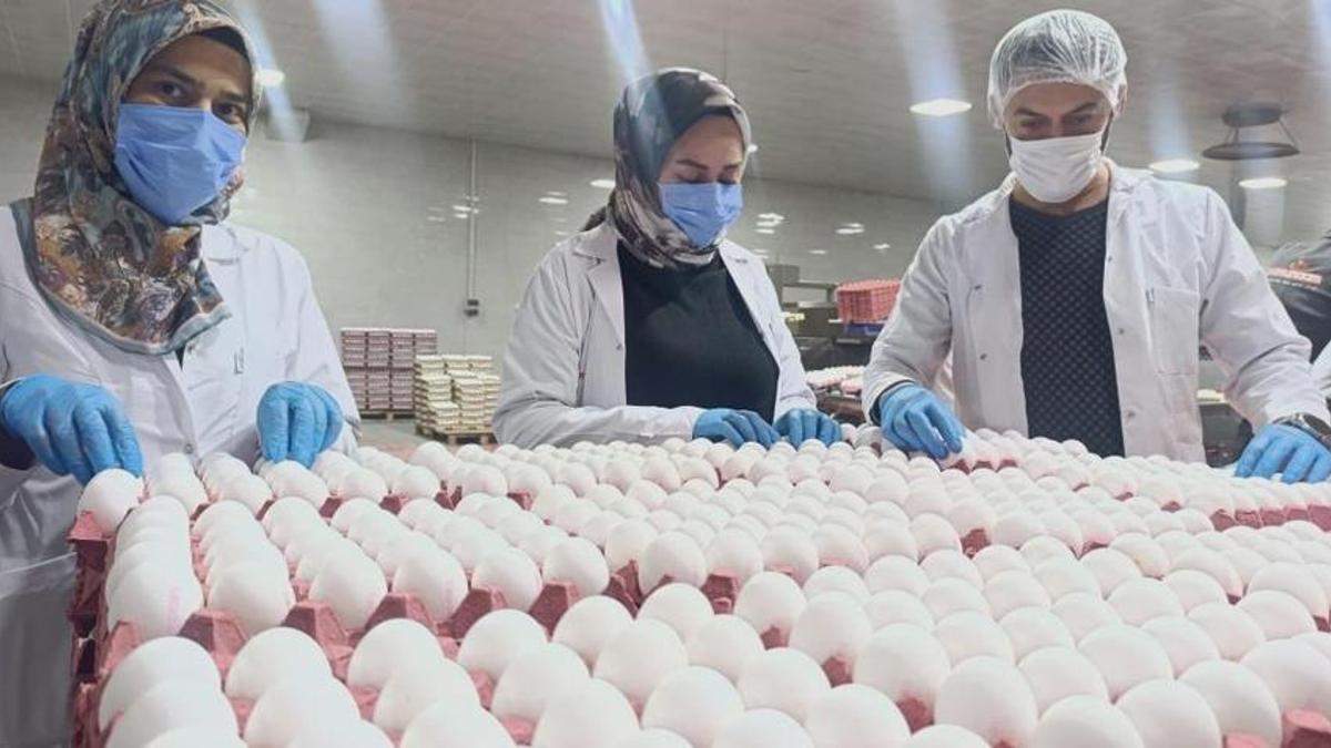 Afyonkarahisar'da alarm! Fiyatlar düştü, tesisler kapanma noktasına geldi