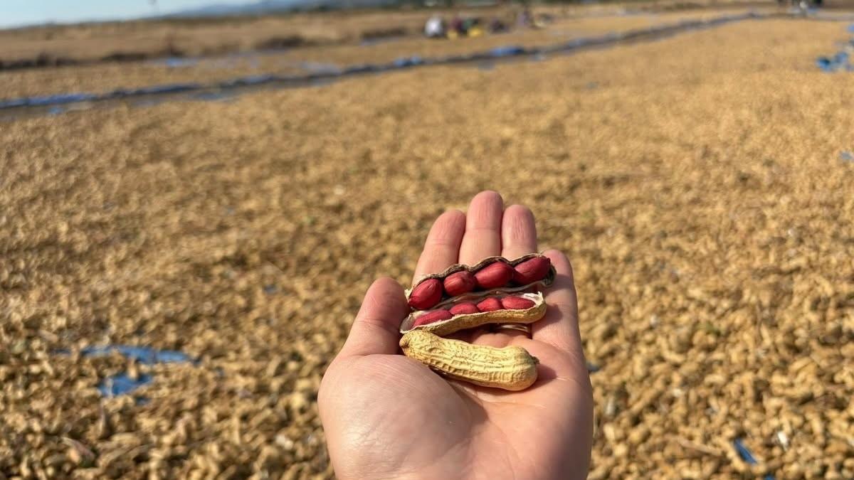 Meriç’te yer fıstığı hasadı başladı