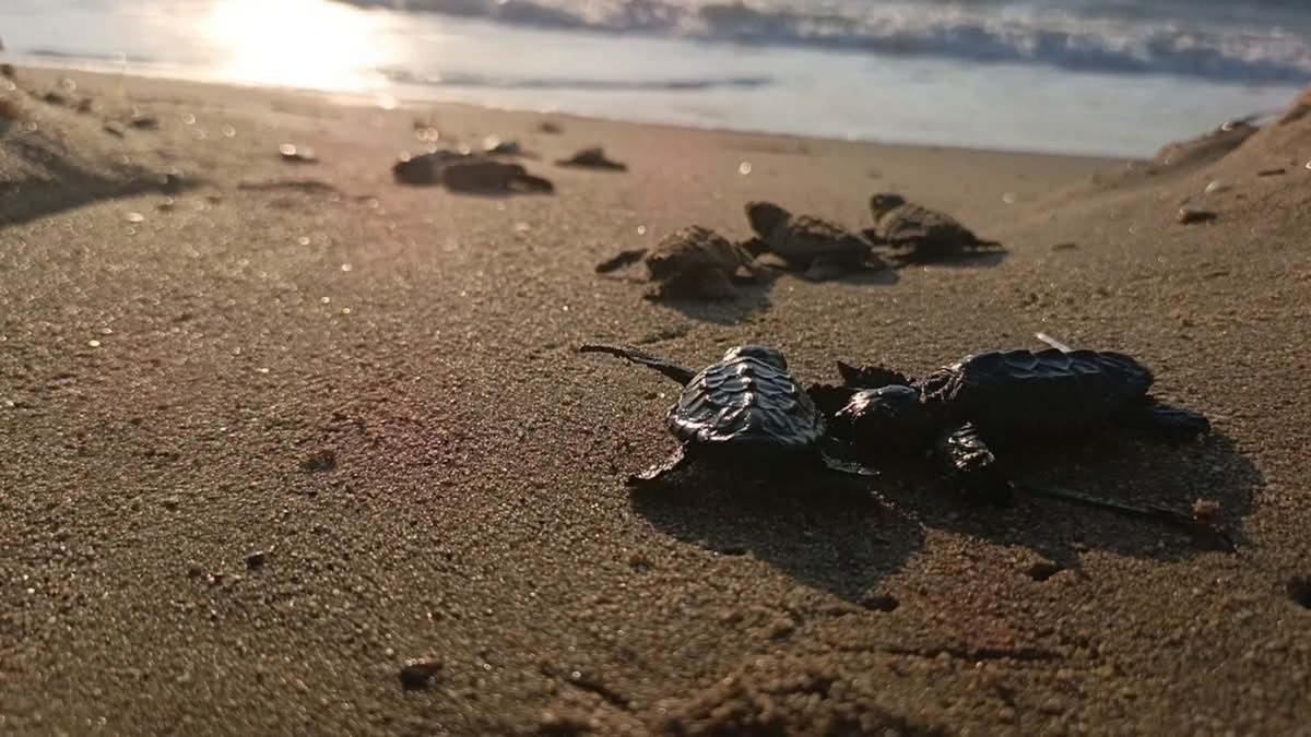 Kuşadası’nda yuvada sıkışan 22 caretta caretta yavrusu denizle buluşturuldu