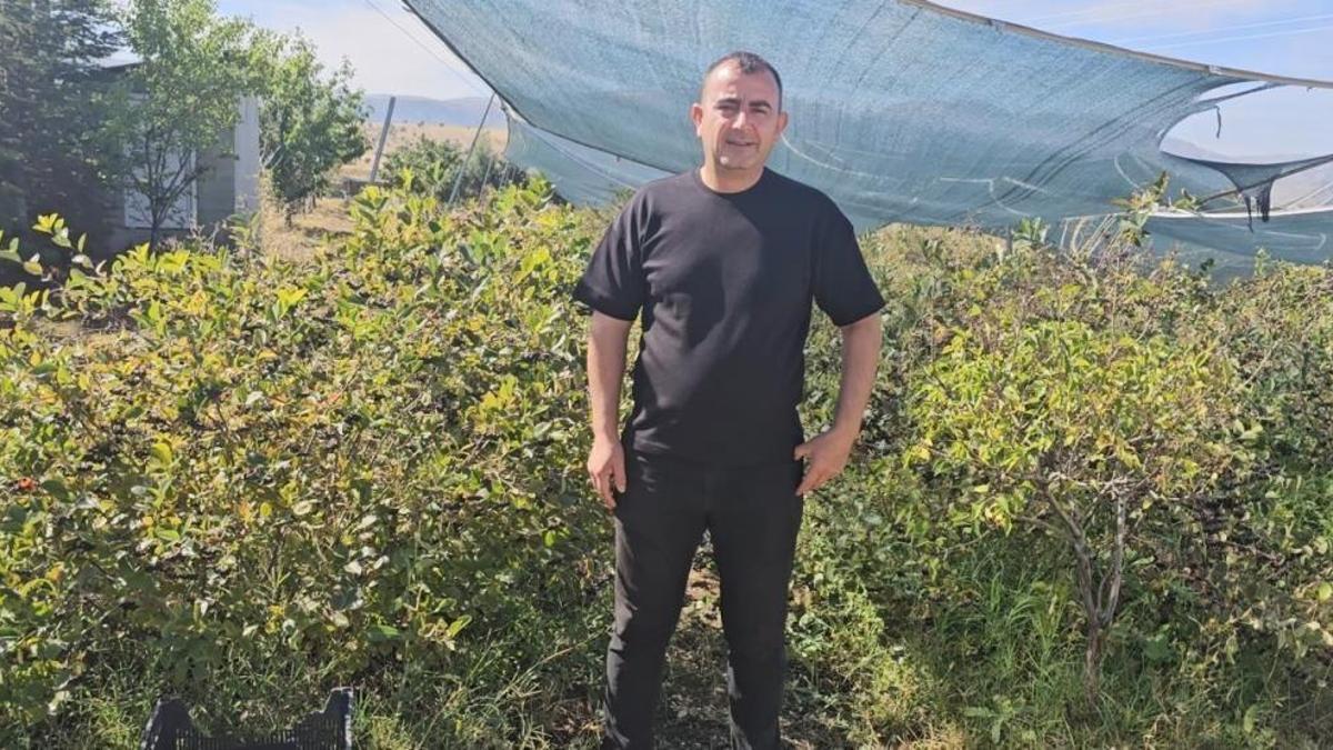 Konya'da üretiliyor, tek tek toplanıyor! Kansere diyabete birebir ürünün fiyatı geçen yılla aynı