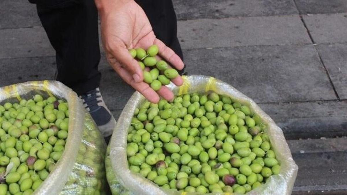 Yeşil zeytin Diyarbakır’daki tezgahlarda yerini aldı: İşte kilo fiyatı