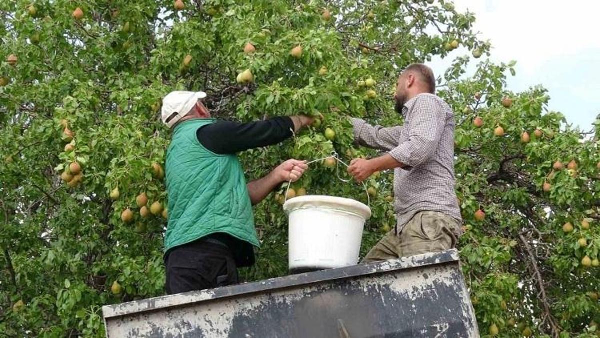 Malatya'da 1800 rakımda yetişiyor: Bal armudunda fiyat 100 lirayı buluyor