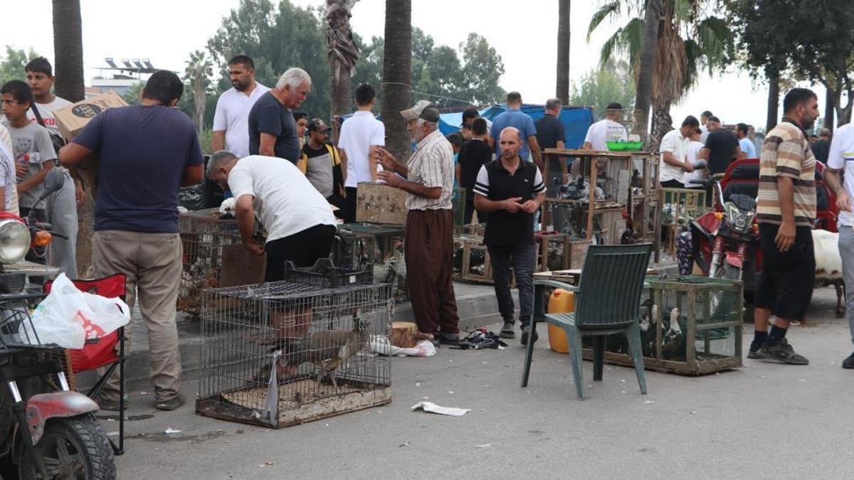 Adanalıların pahalı hobisi! Sadece onları izlemek için 20 bin lira veren var