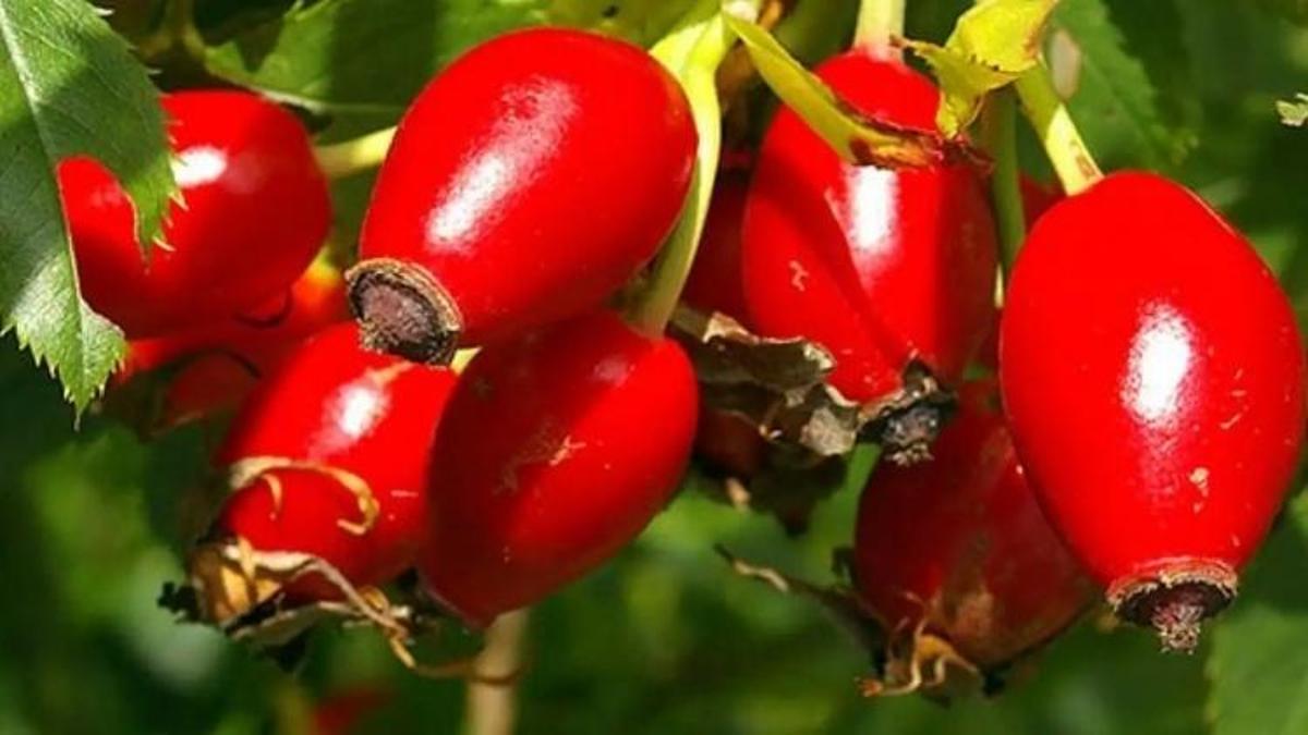 Köyden şehre inen Kayserililer satıyor: Kilosuna 500 lira veren var