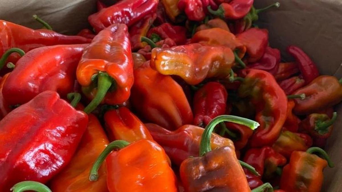 Şanlıurfa'da isotun kilo fiyatı eridi: 35 liradan düştü