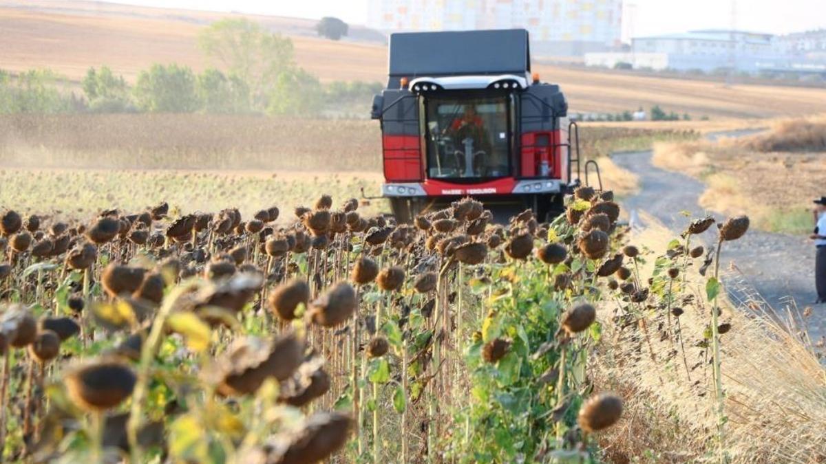 Yağlık ayçiçeği alım fiyatı açıklandı! Yüzde 17,2 artış yapıldı