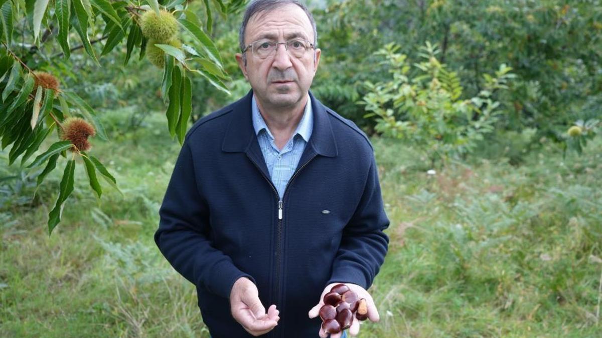 Akademisyen geliştirdi! Hastalıklara dayanıklı kestanelerde hasat başladı
