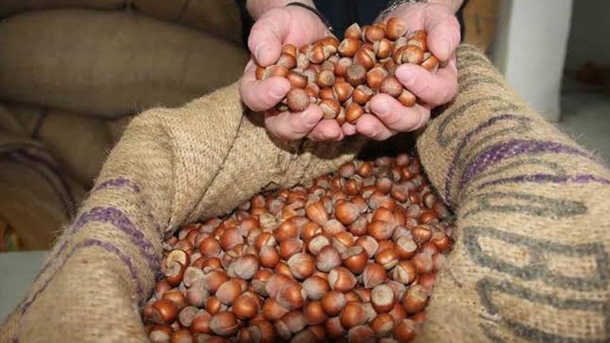 Fındık fiyatları dibi gördü! Samsun, Ordu ve Giresun'da kuyruğa girdiler