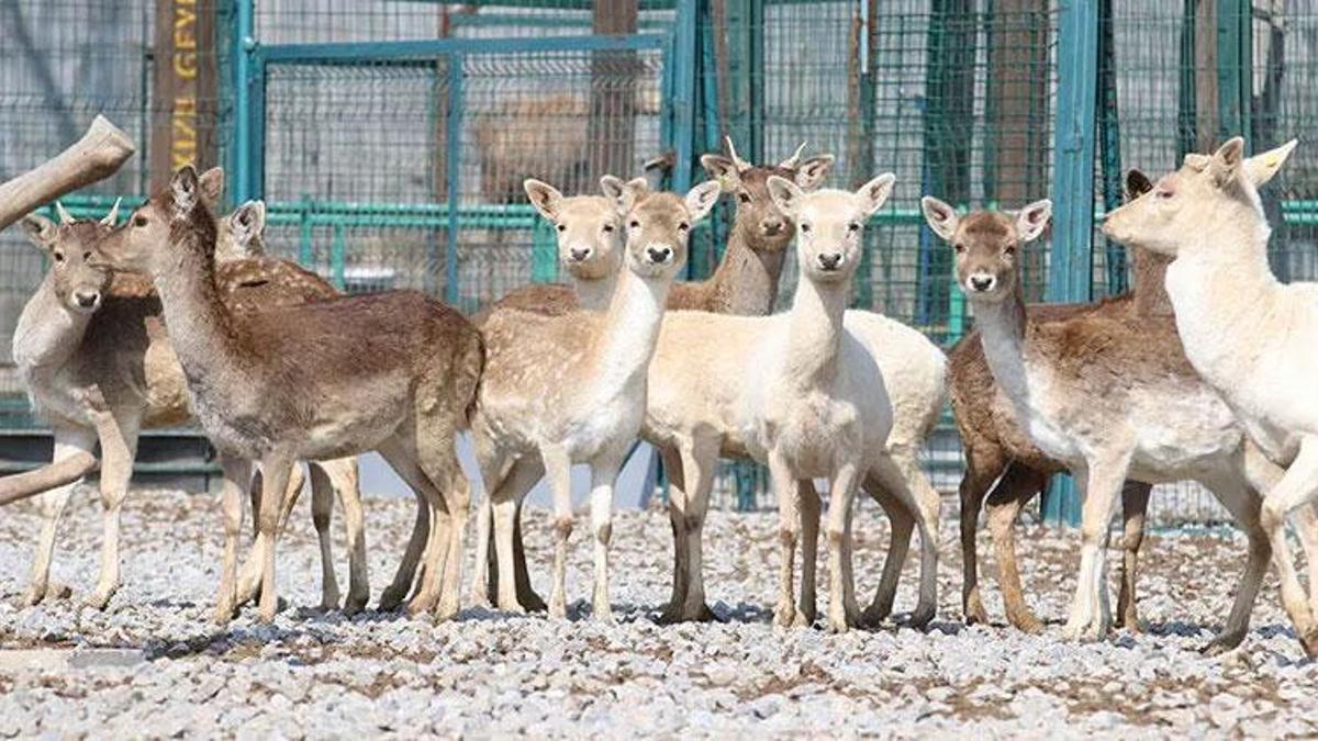 Başkan Büyükkılıç açıkladı: 4 Ekim’de ücretsiz olacak