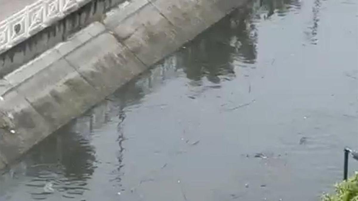 Adana'da koku kabusu kapıda: Mavi Bulvar sakinlerinden yetkililere çağrı!