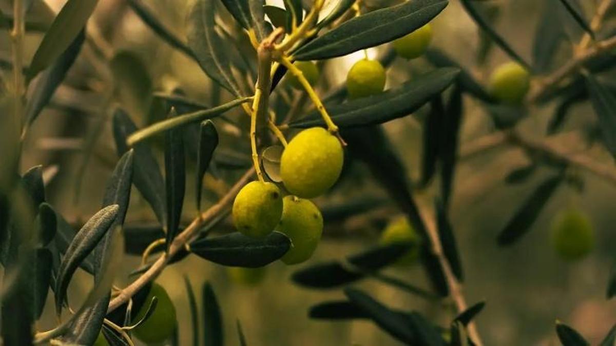 Kayseri'de zeytin yetişir mi? Bir ilçe herkesi şaşırttı