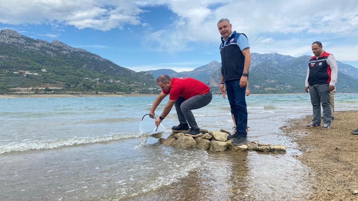 Kozan'da yavru sazanlar su kaynaklarıyla buluşturuldu