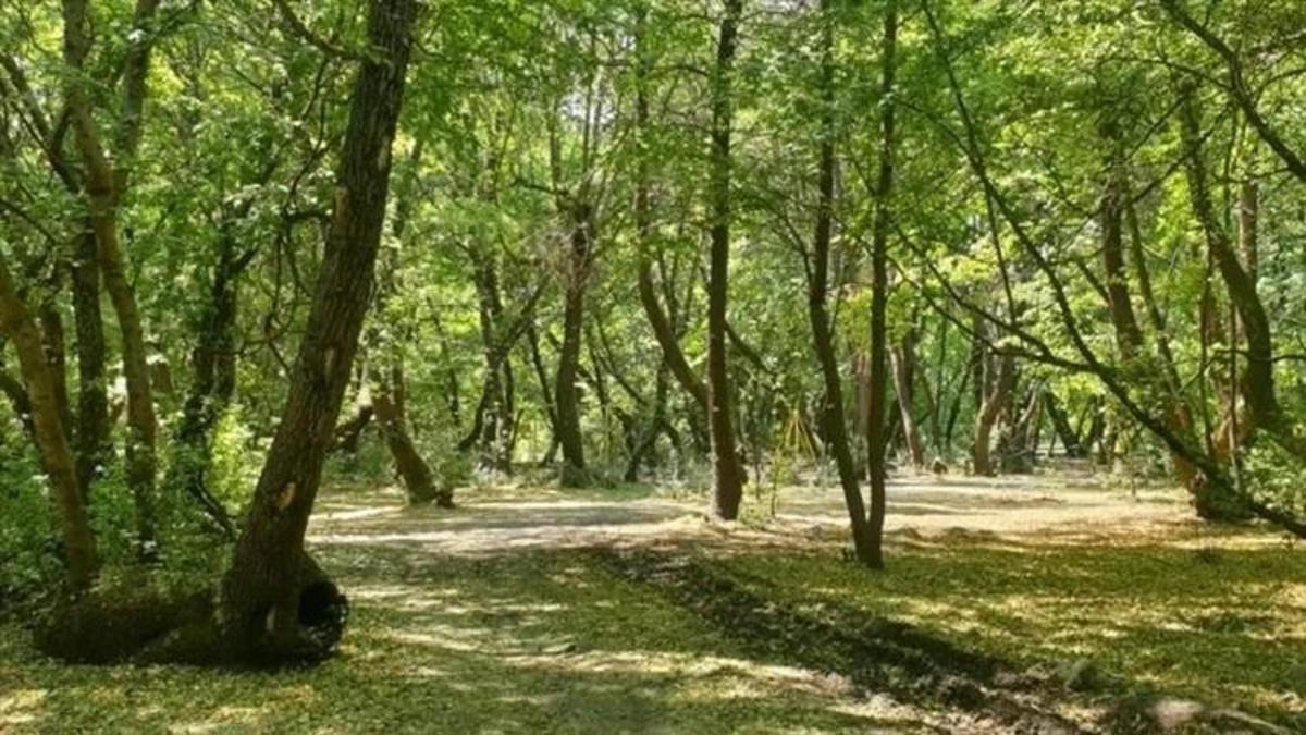 Kocaeli’de ortaya çıktı! Tümülüs artık özel koruma altında