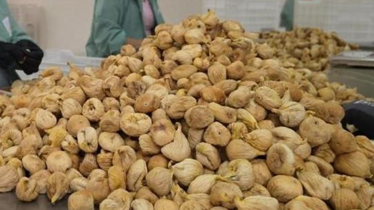 İncir alım fiyatları belli oldu! İşte yeni tarife
