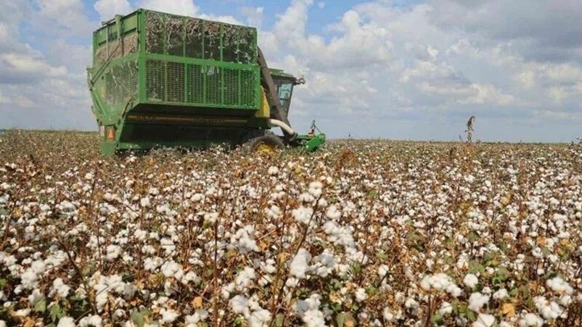 Ekim alanı 5 yılda yüzde 35 daraldı: Türkiye'de üretimi düşerken çiftçi destek bekliyor