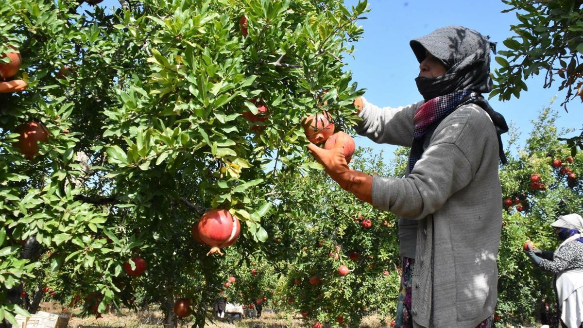 Hicaz narında hasat dönemi başladı