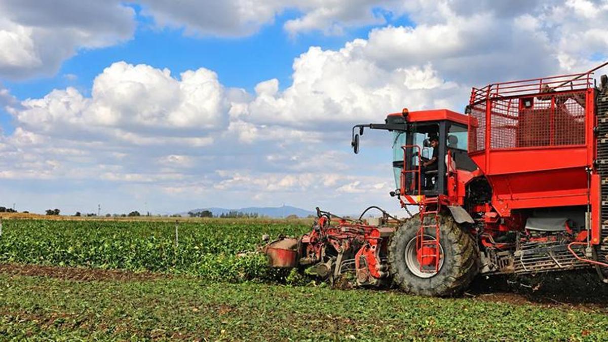 Konya Şeker'den çiftçiye 890 milyon TL'yi aşan dev avans desteği: Ödemeler yarın hesaplara yatıyor!