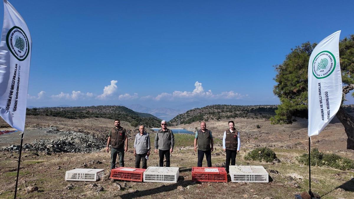 Gaziantep’te kınalı keklikler doğaya salındı