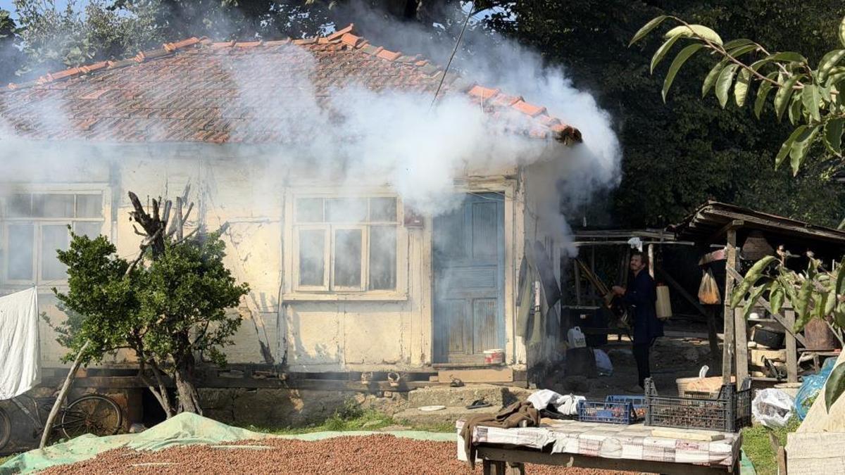İstilayla baş edemediler! İlaç yetmedi, tavuk ve hindiler devreye girdi