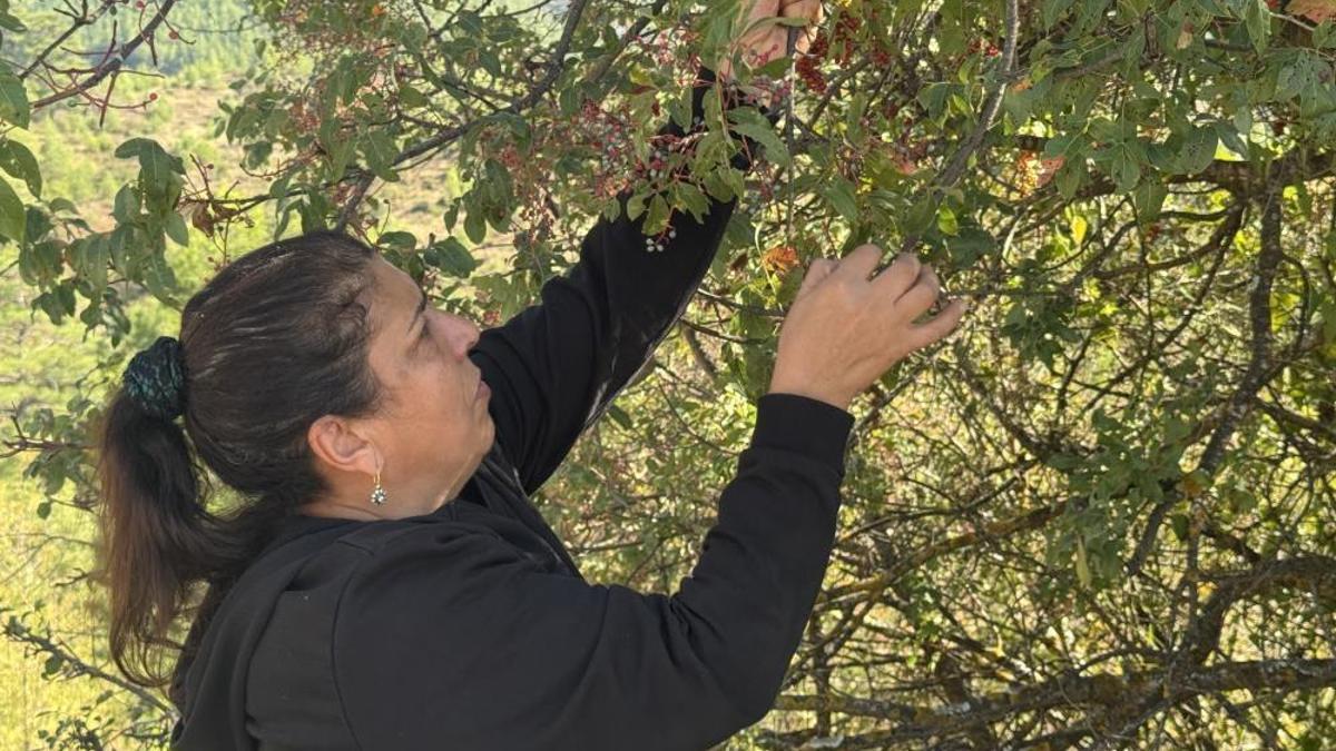 Bu meyvenin her şeyi para! Kendisi 300, yağı bin 200 liradan satılıyor, posası bile boşa gitmiyor