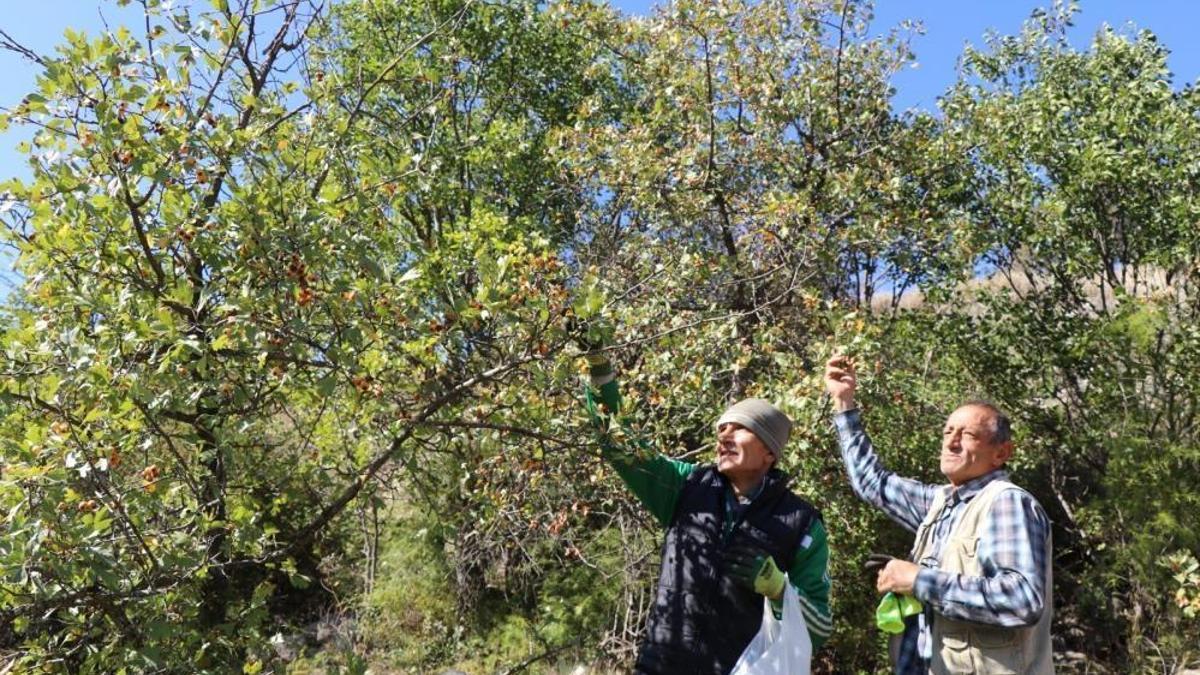 'Kalp dostu' meyvenin hasadı başladı! Vatandaşlar dağlara akın etti
