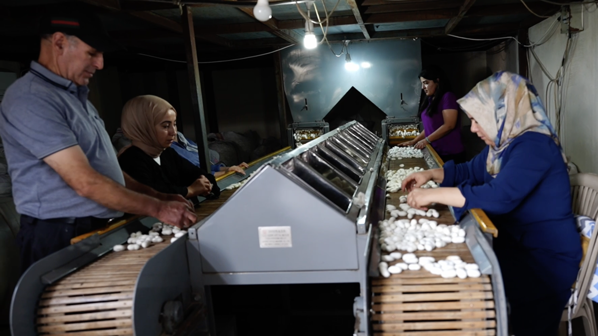 Diyarbakır’da ipek böcekçiliği, bin çiftçiye geçim kaynağı oluyor
