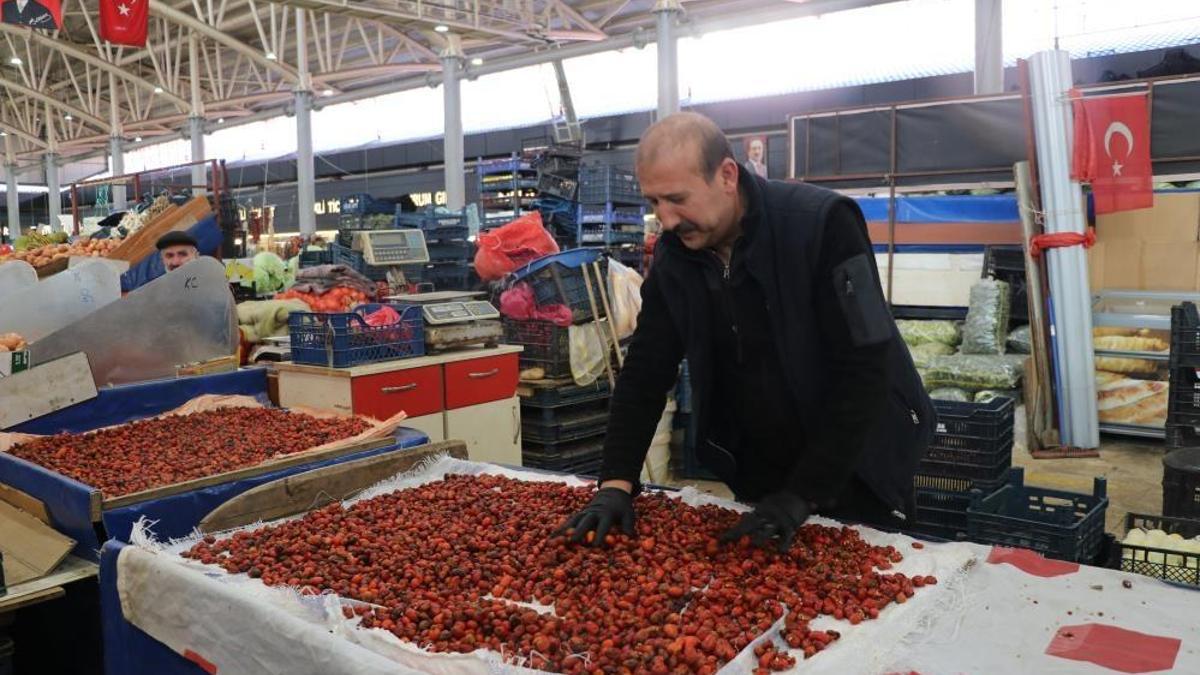 Dikenli dallar arasında kış hazırlığı! 2 aylık ömür var, kilosu 70 lira