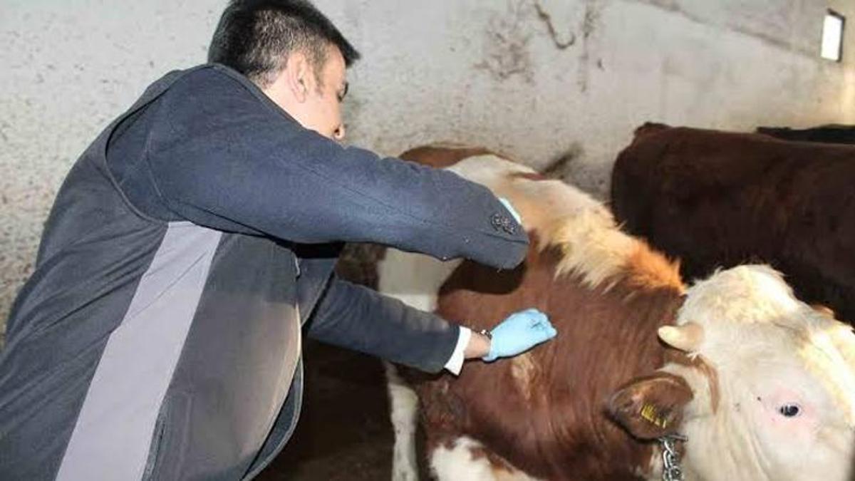 Adana'da şap alarmı! Canlı hayvan pazarı kapatıldı