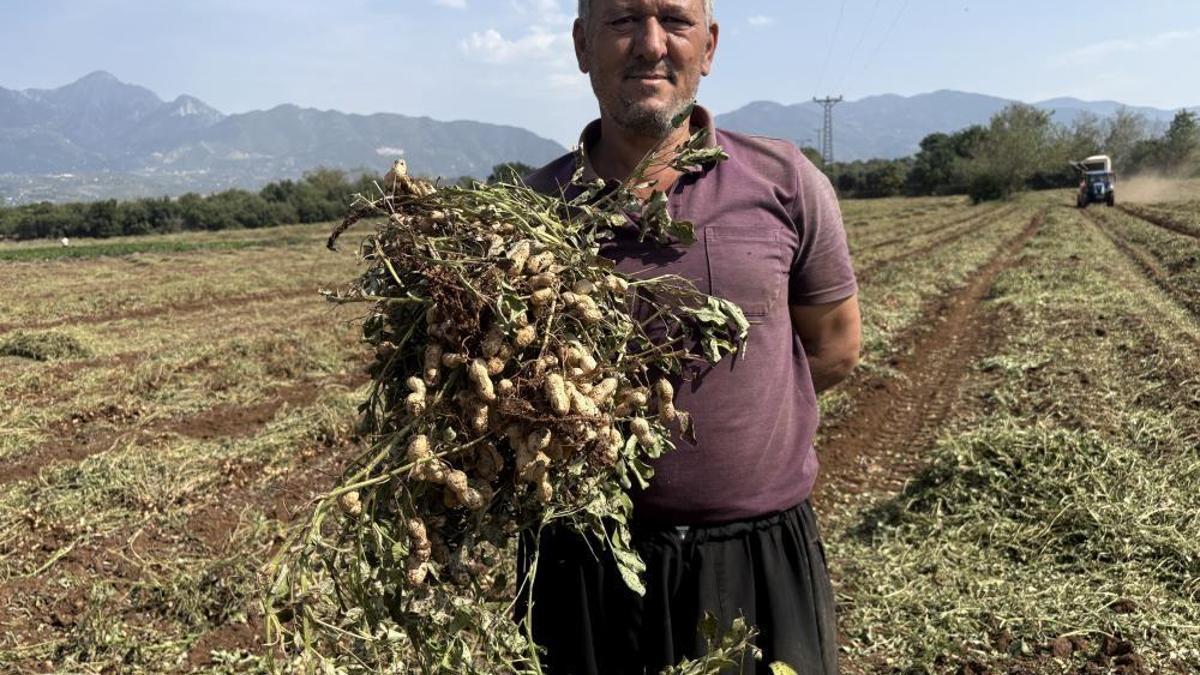 Yer fıstığının başkentinde verim yüz güldürdü! Kilosu 50 liraya satılıyor