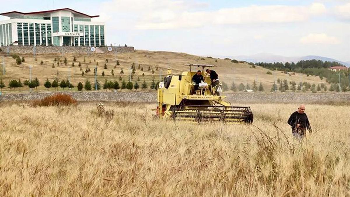 Bin yıllık gen mirası topraktan çıktı: Ardahan’da Kavılca hasadında son durum ne?