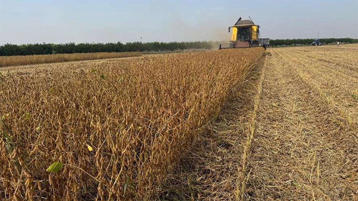 Adana'da soya hasadı öncesi kritik karar! Fiyatlar açıklandı