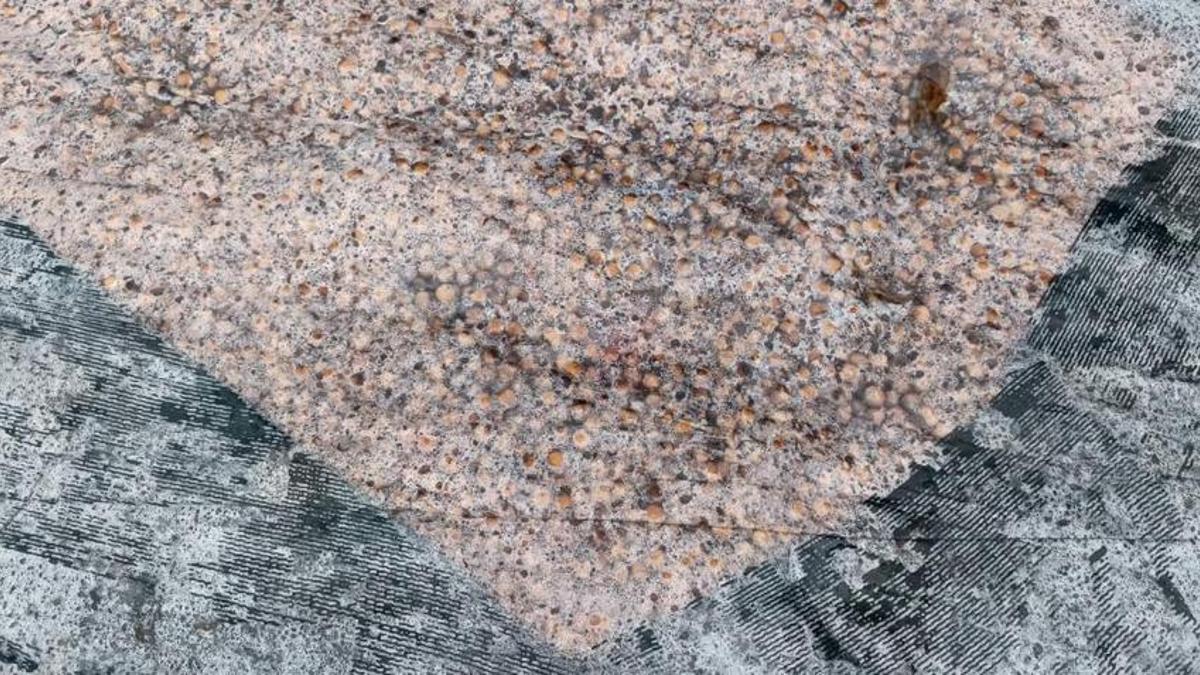 Ordu'da köylülerin emeği çöp oldu! Tonlarca fındık çürüyor