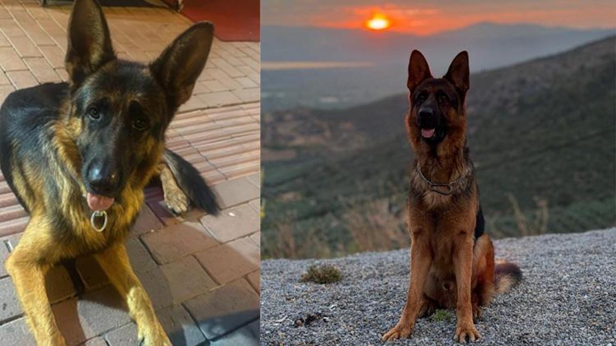 3 yaşındaki can dostu kayıp: Bulana ödül verilecek!