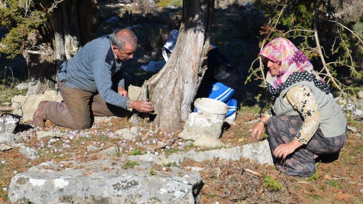 5 kilosu kaynayınca 1 kiloya düşüyor! Zorlu şartlarda toplanan ürünün kilogramı 500 liradan satılıyor