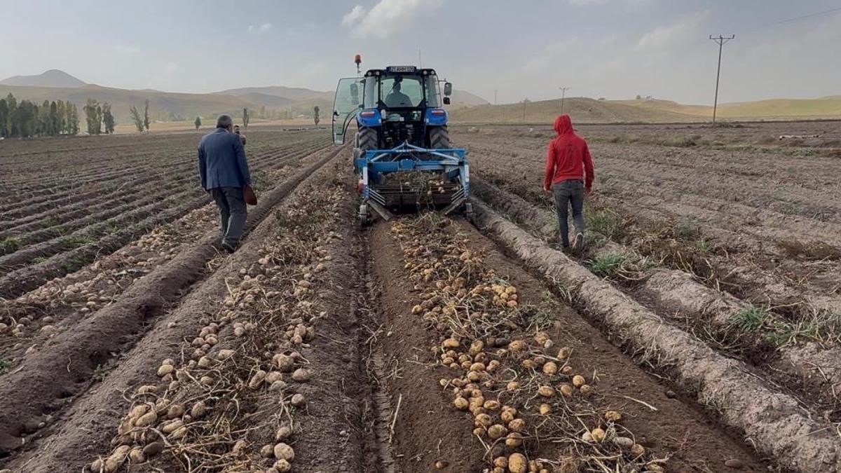 Doğu'nun topraklarında yetişiyor, cips fabrikalarına gidiyor