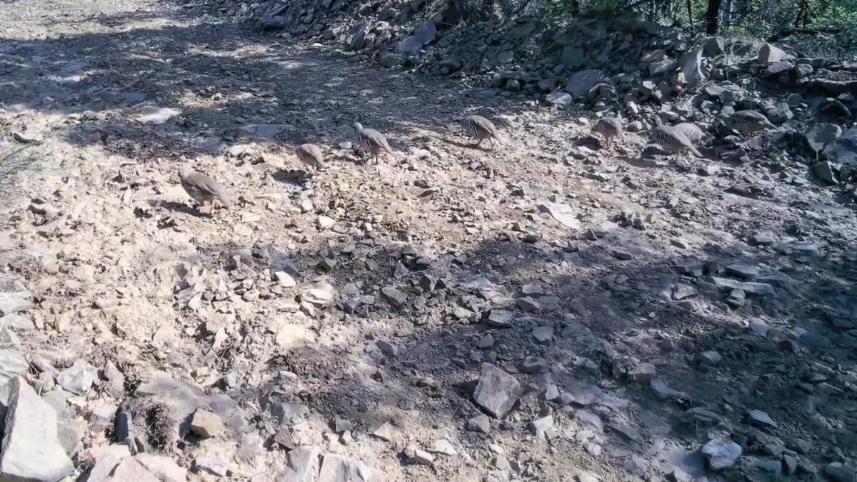 Tekirdağ'da ormanın derinliklerine kamera kuruldu: Ortaya çıkan görüntüler dikkat çekti