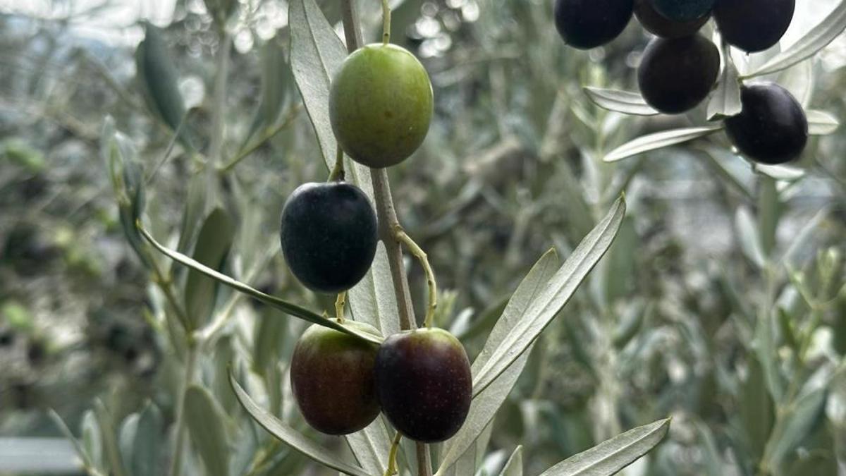 Bursa'da bu sezonun zeytin rekoltesi beklentisi açıklandı