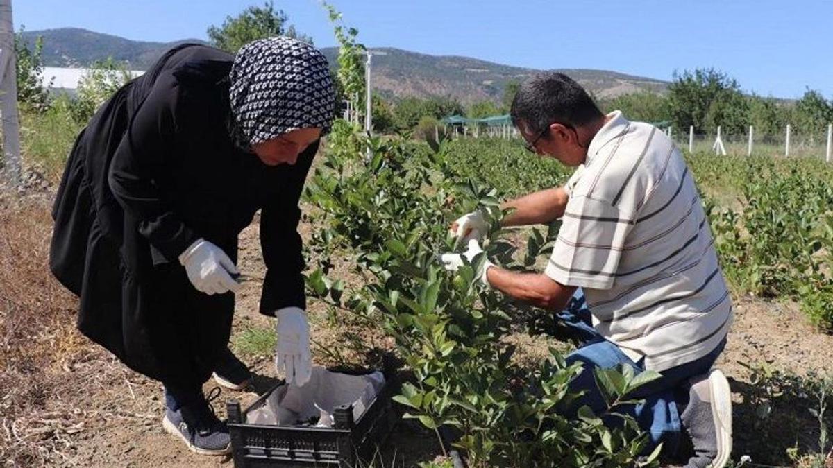 Kuzey Amerika kökenli aronya Diyarbakır’da: Kilosu 350–400 TL