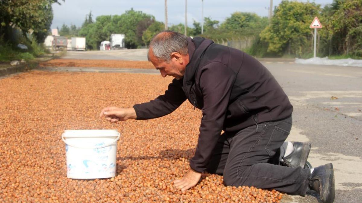 Üreticilerin zorlu kurutma mesaisi! Fındıklar çürümeye başladı