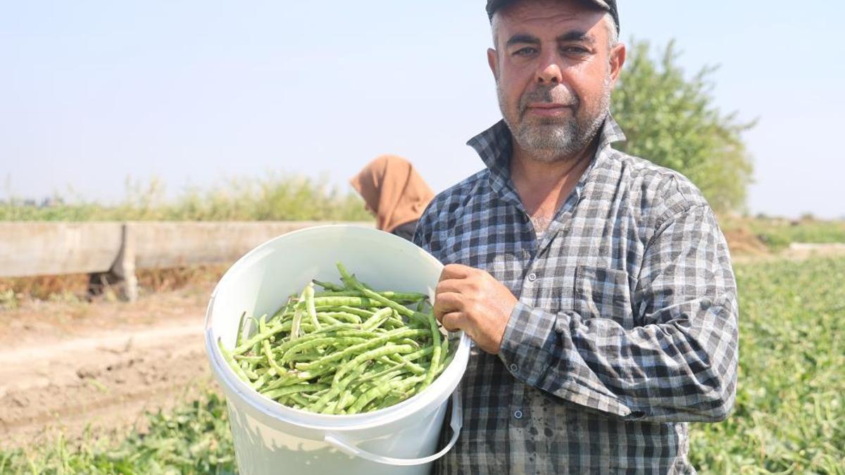 Protein ve lif bakımından zengin! Tarlada 40 lira markette 140 lira