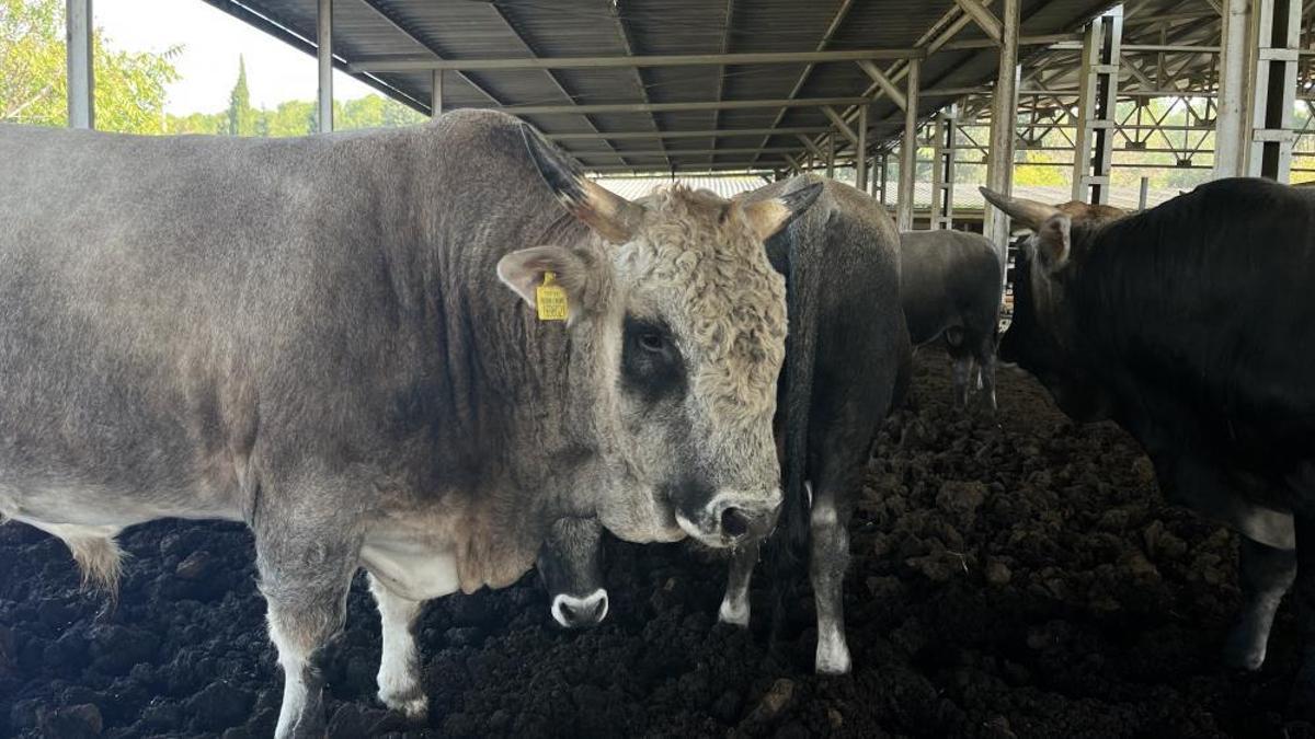 Bursa'da yerli sığır hem et üretecek hem ormanları koruyacak