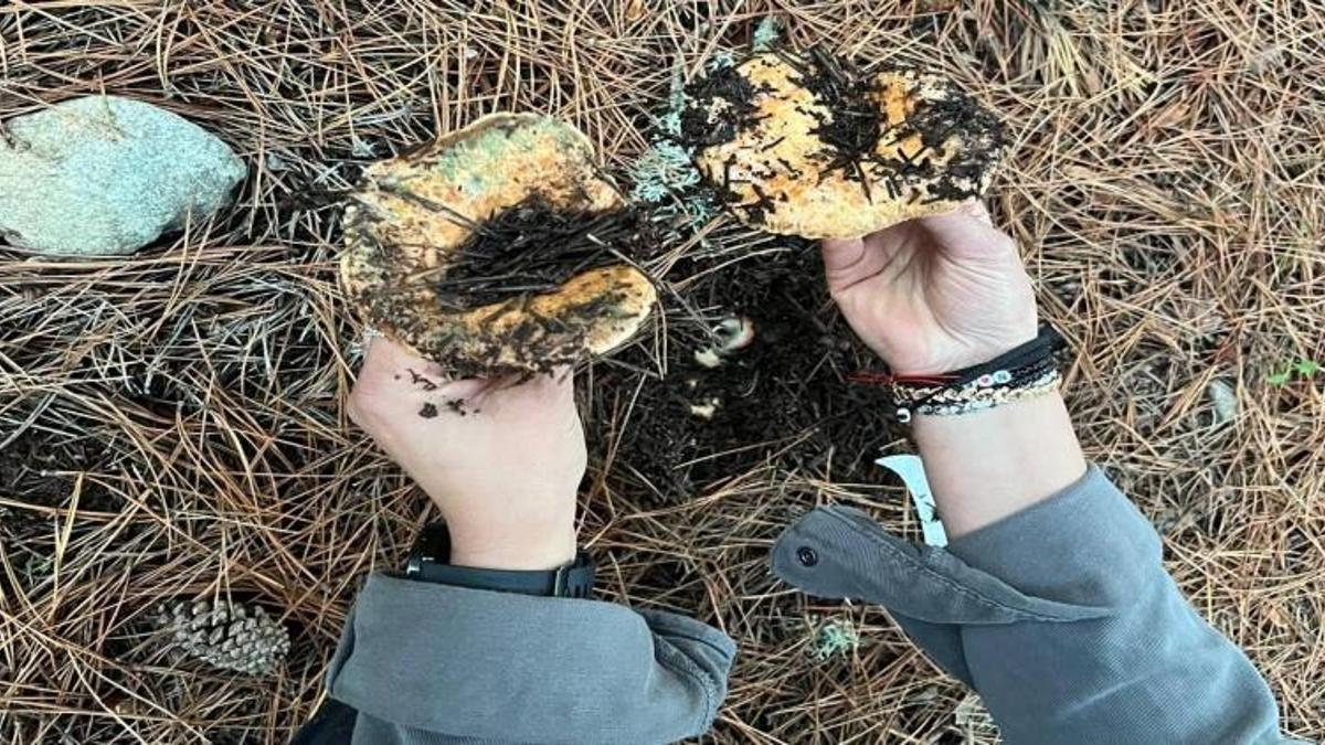 Konya’ya 150 kilometre uzaklıkta mantar bereketi: Ormanlara akın başladı