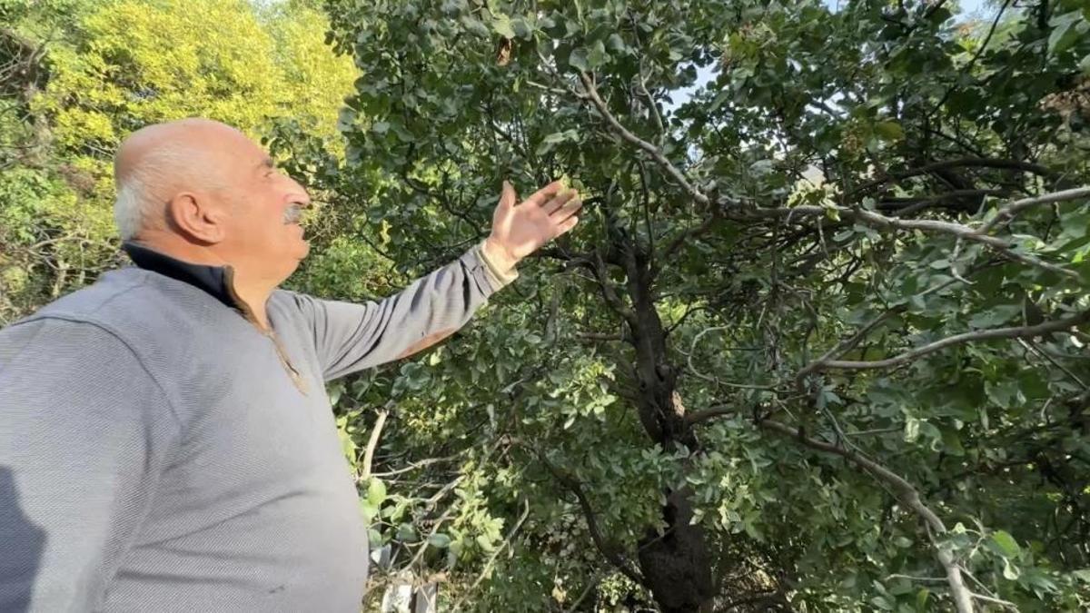 50 yıl önce getirip memleketine dikti! Şimdi göçün önüne geçecek gelir kapısı oldu