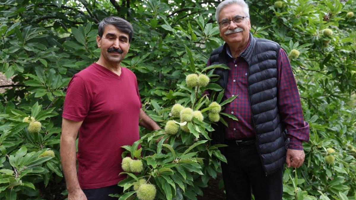 Adana tarımında yeni dönem! Üreticiler alternatifi buldu, hem saklama zorluğu yok hem de getirisi yüksek