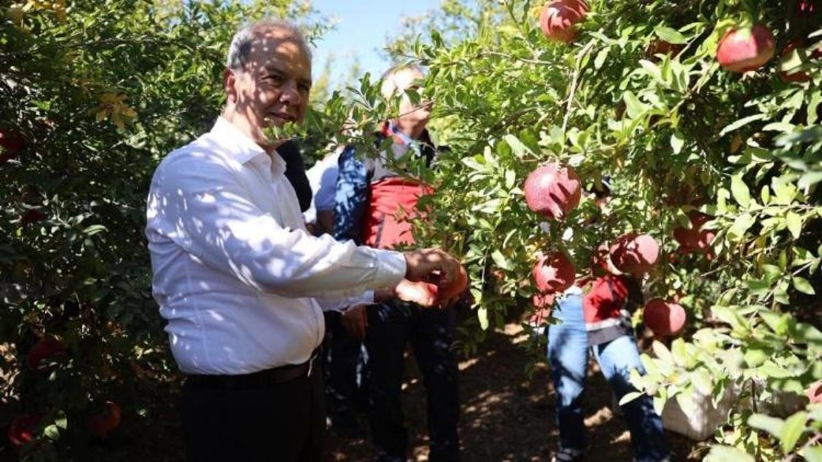 Döşemealtı’nda nar üretimi yüzde 35 arttı! Ekonomiye 1 milyar TL’lik katkı