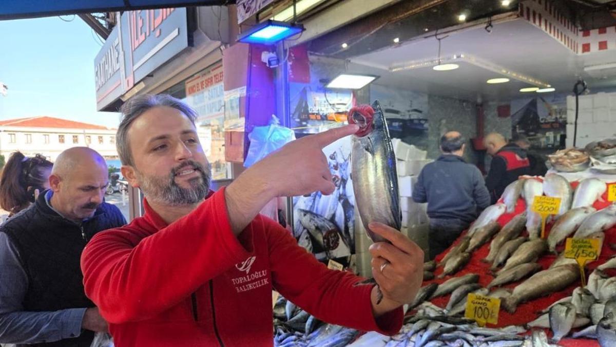 Bol palamut fiyatları düşürdü, alarm verildi! Önüne ne gelirse yiyor, bir an önce hepsinin tutulması gerekiyor